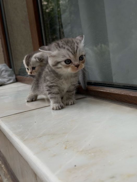 Котята веслоушки (скоттиш фолд)