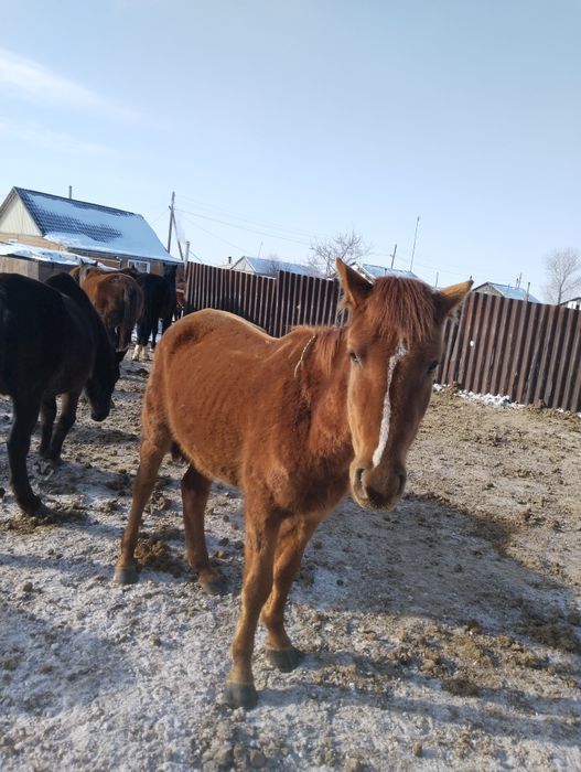 Продается лошадь