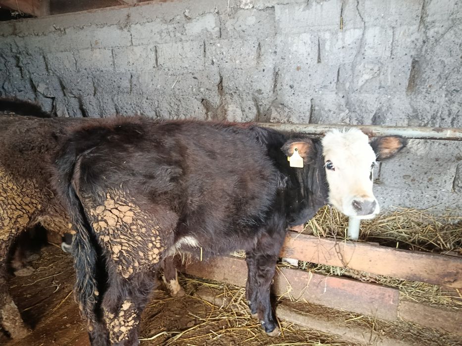 Продам 5 месячную телку