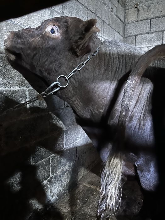 Быки откорм 6 месяцев на откорме