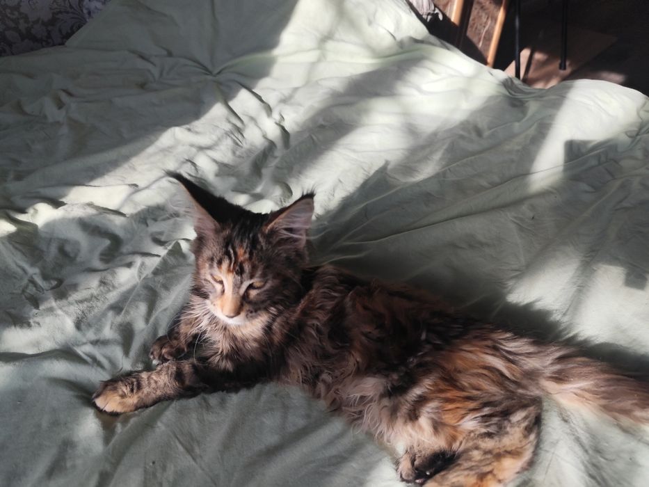 Продаю куно-девочку