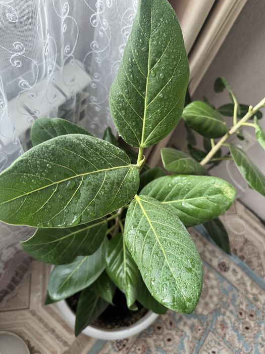 Продам комнатный фикус