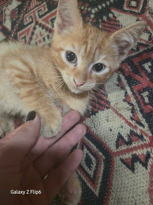 Осиротели котенца