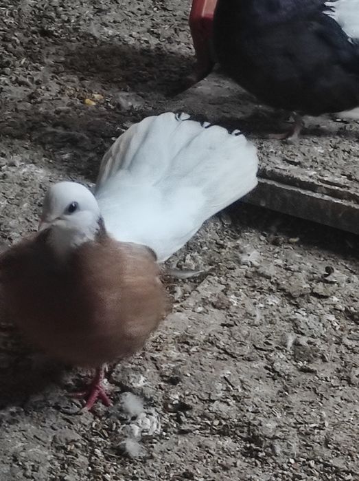 Белоглави и огледални гълъби продава