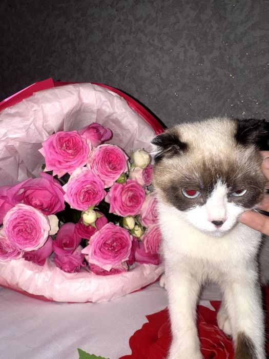 4 oylik  mushuk sotiladi