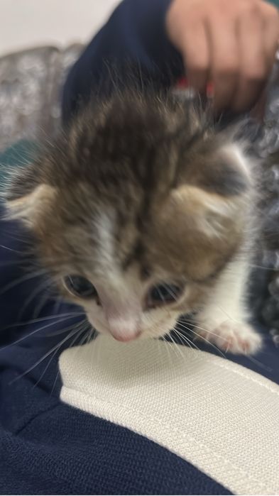 Продам котенка месяц