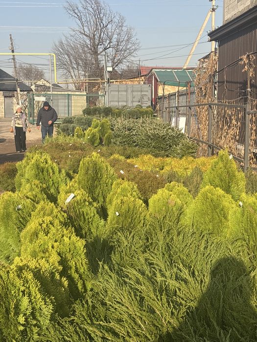 Саженцы туя смарагд Елка Пихта Береза Самшит Шарик туя можжевельник