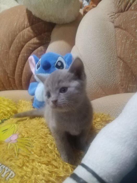 Британские котята