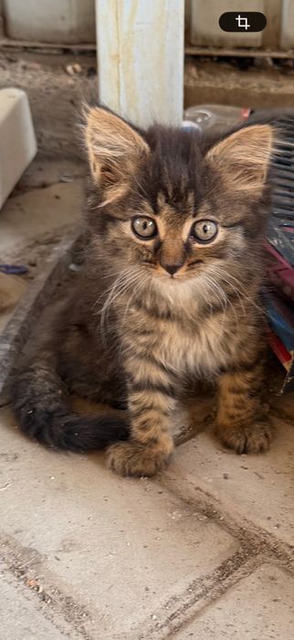Котята бесплатно