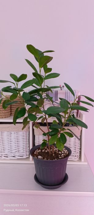 Цветы, комнатные цветы,