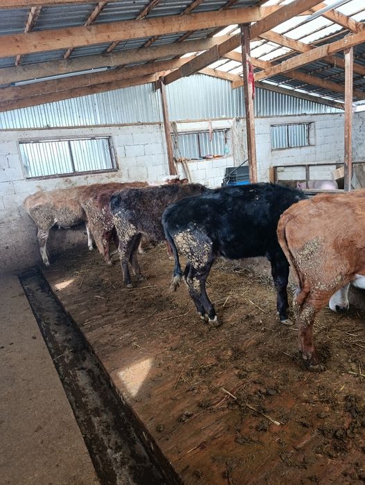 Продаются тёлки годовалые