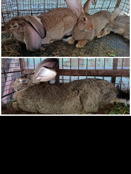 Продам крольчих породы фландр