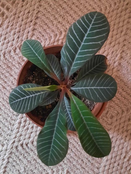 Плюеща палма (Euphorbia leuconeura)