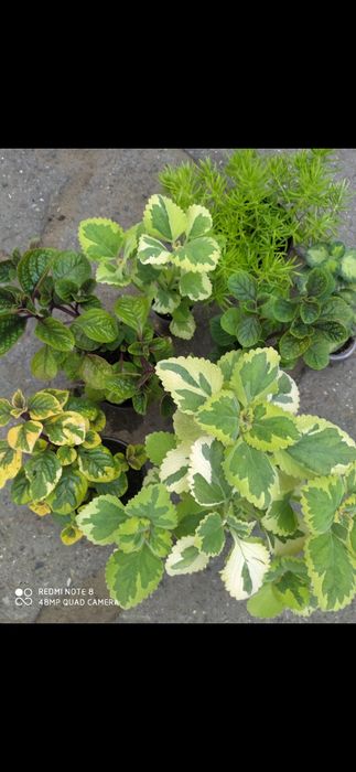 Цветы цветы цветы