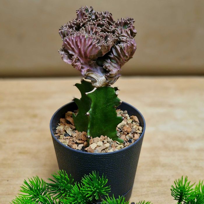 Бонсай, агава, эуфорбия, каланхоэ Тирсифлора