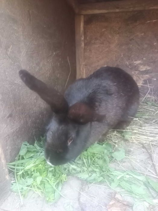 Iepuri de vanzare