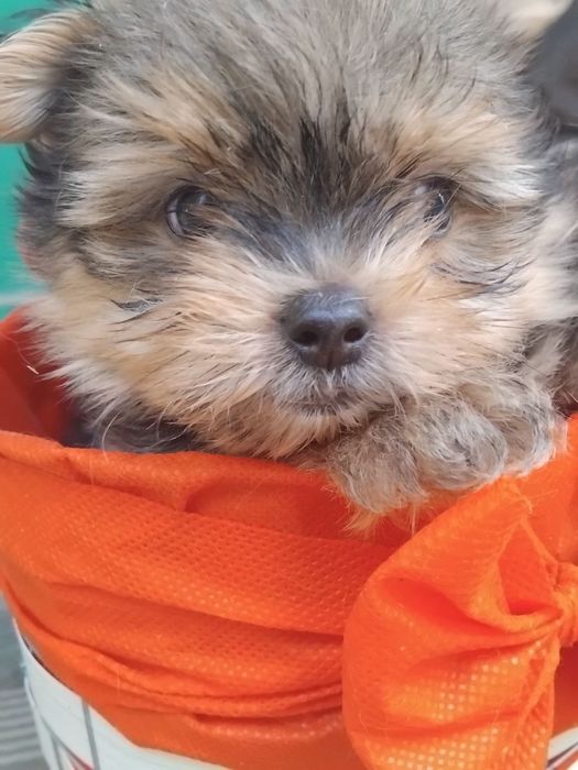 Продаются Йорк, щенок 2 месяца  200$ торг уместен