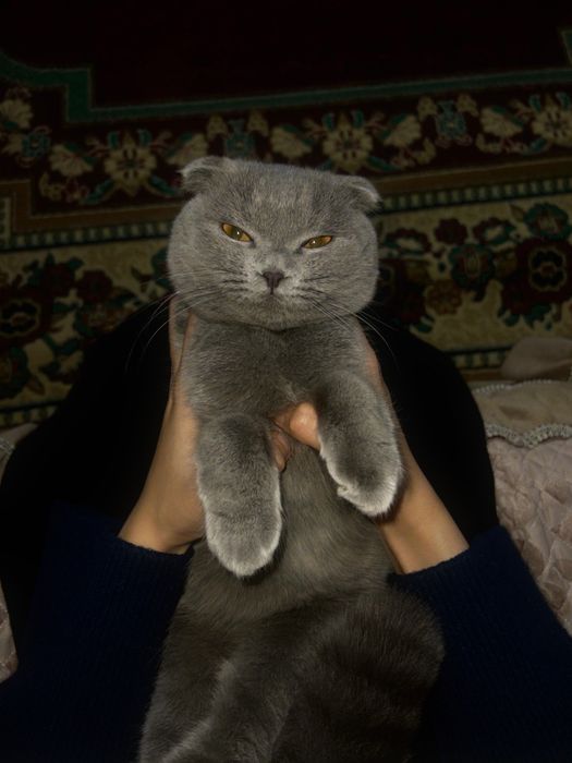 Кошка             .