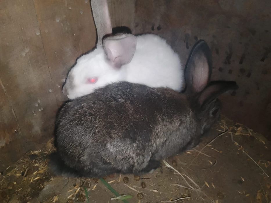 Продам или отмен на телефон