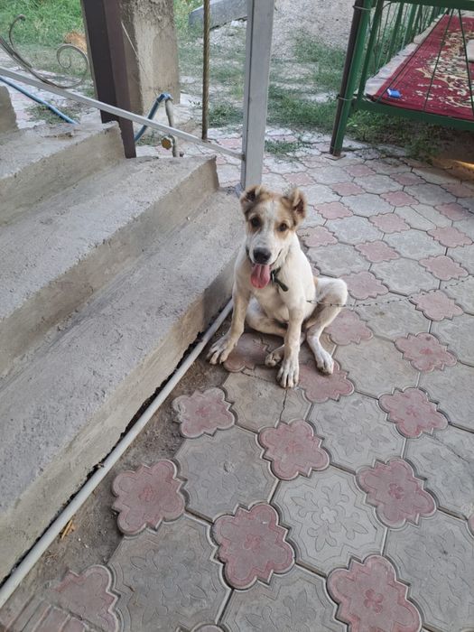 10 айлық Алабай ит сатылады