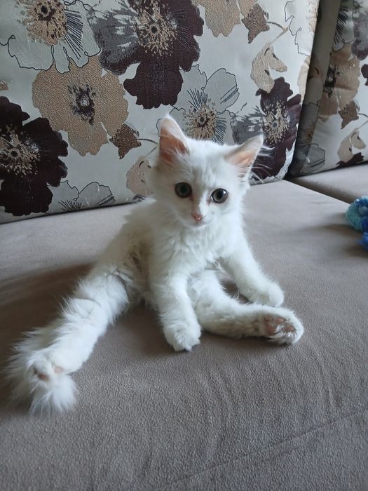 Отдам в добрые руки