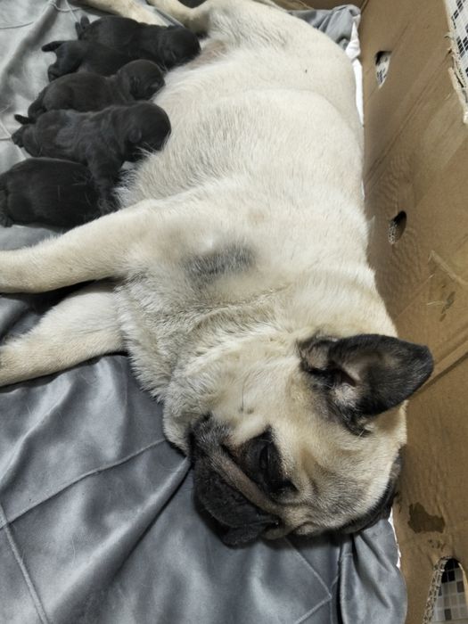 Готовятся Щенки для брони от чистокровных Мопсов