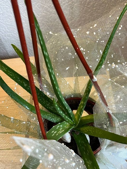 Цветы для дома, офиса и вподарок