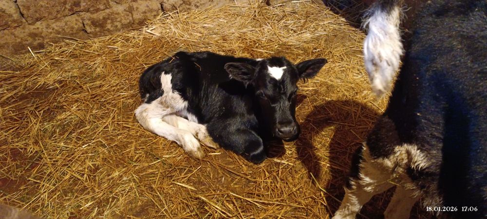 Сүтті Сиыр бұзауымен