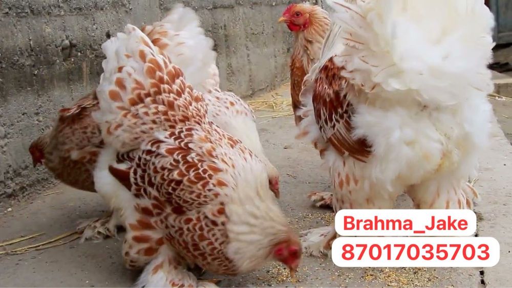 Брама Белое Золото