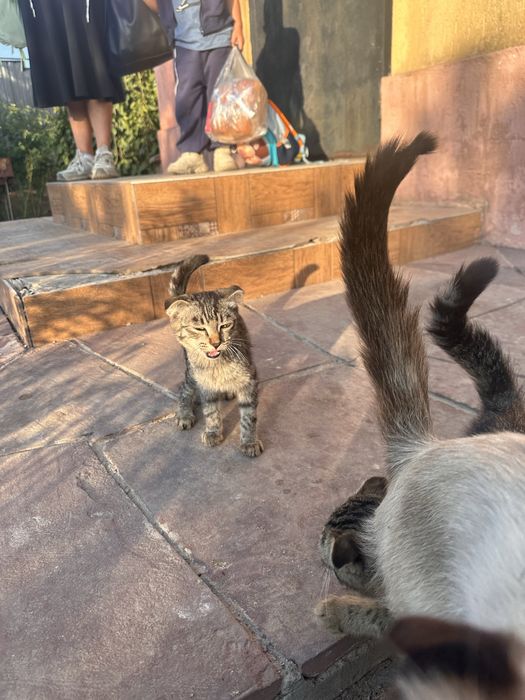 Кашка с котятами