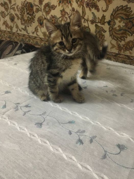 котята 2 мес в хорошие руки