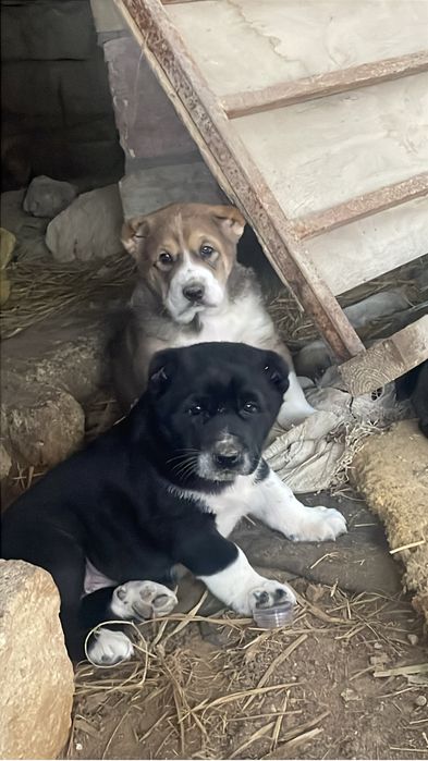 Алабай күшіктер сатылады