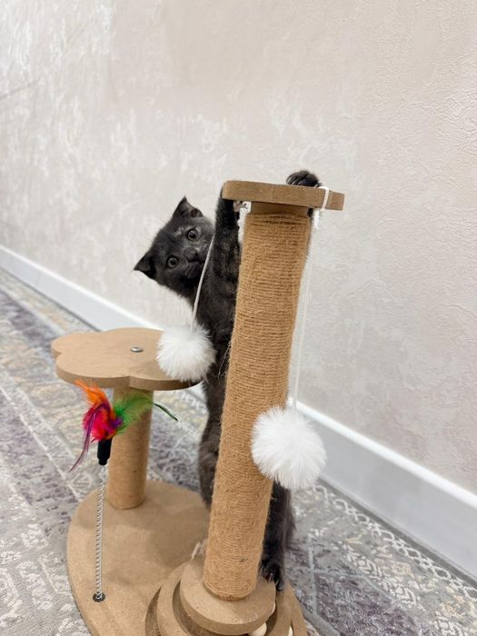 Вислоухий котёнок девочка