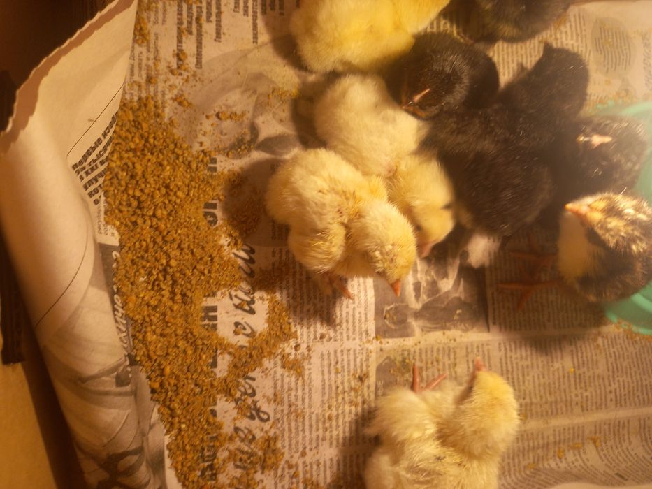 Сутчни шошелер коп