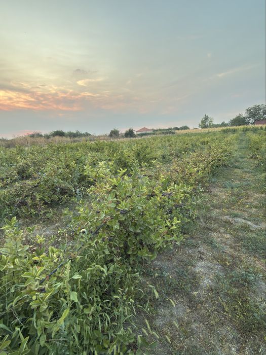 Vand Aronia proaspata