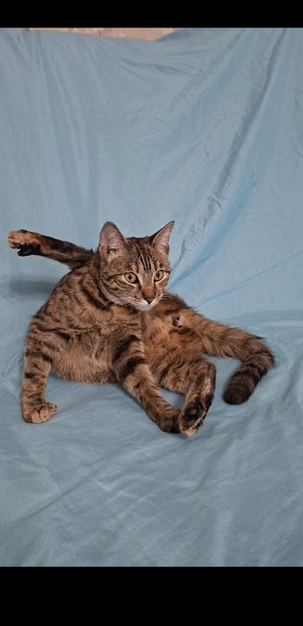 Мурлыка кошечка Мурочка в добрые руки!