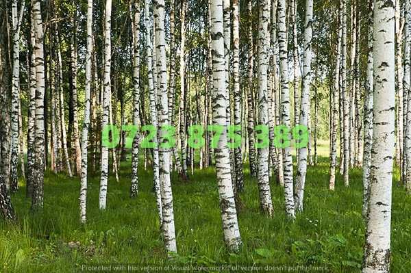 Arbori de Grădină de Calitate – Aspect Vizual de Excepție în Curte