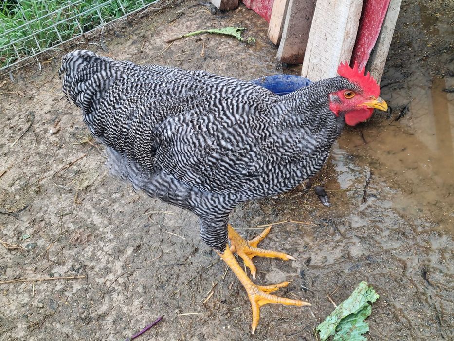 Austrolorp cocosi si plaimout