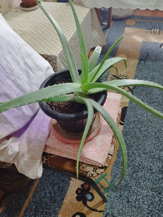 Продам цветы комнатные