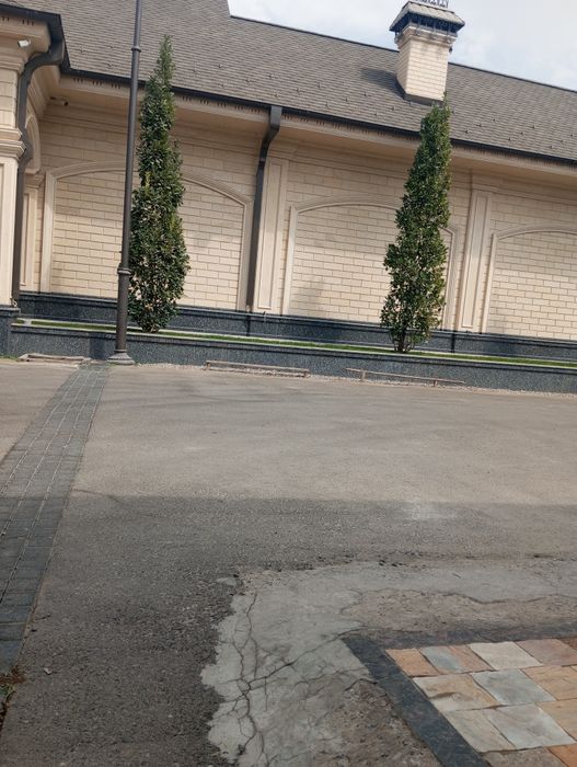 Bogʻbonchilik daraxtga ishlov berish