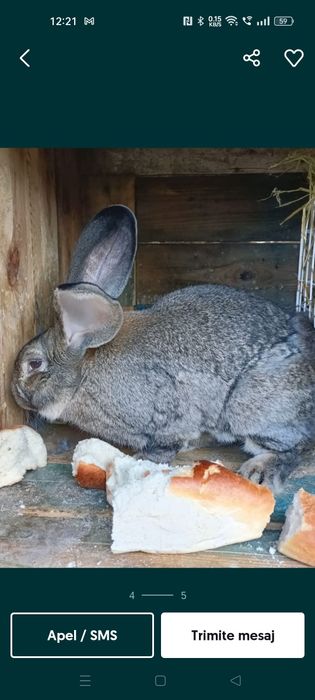 Iepuri uriaș german