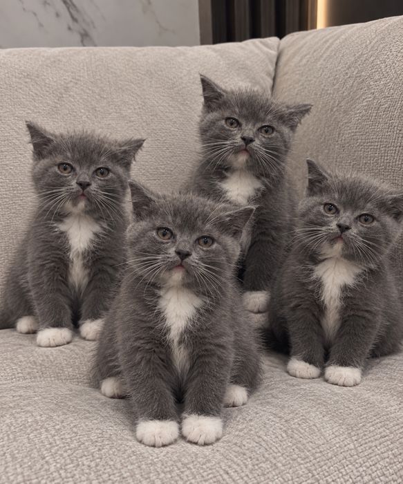 Британские Котятки