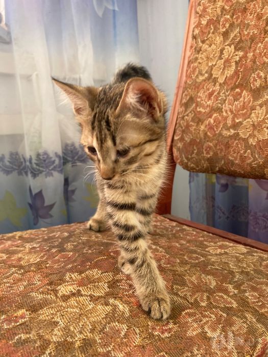 Отдам котёнка в хорошие руки