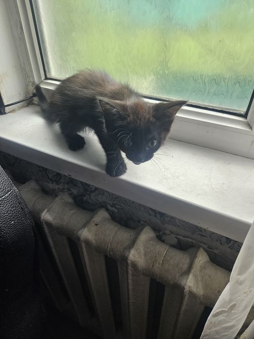 Отдам бесплатно котят