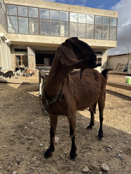Срочно! Породистая коза с документами, цена договорная.