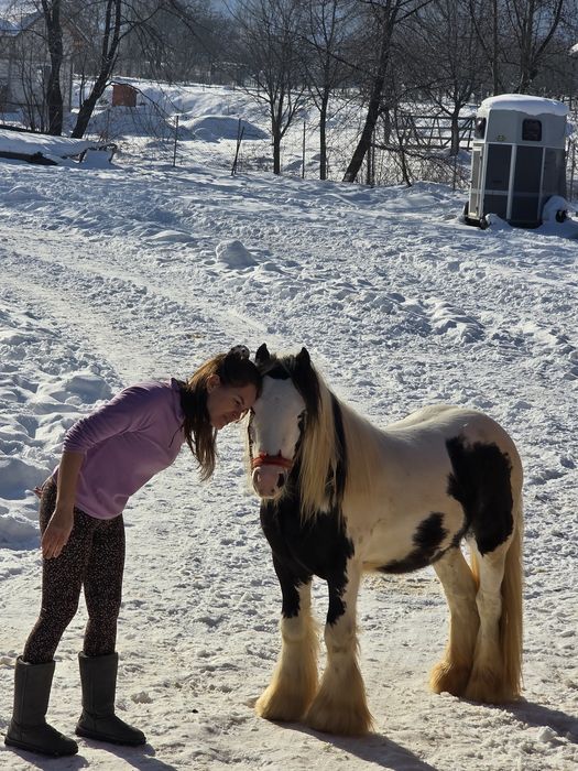 Gypsy Wanner in vârstă de 3 ani