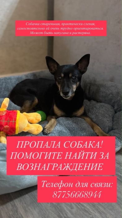 Пропала собака вернем за возногрождения