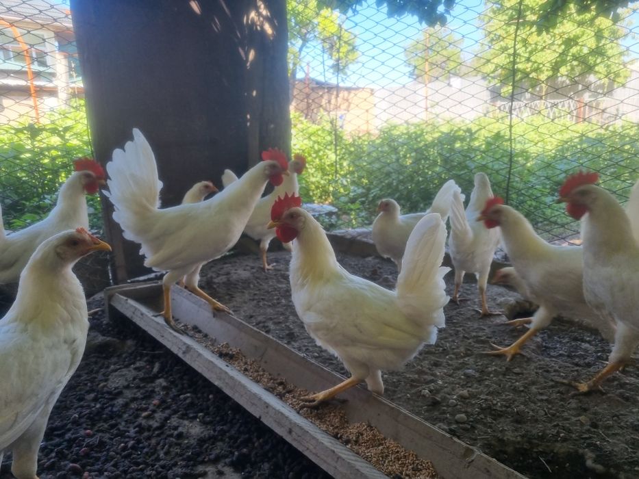 Легорн Стандарт қораз