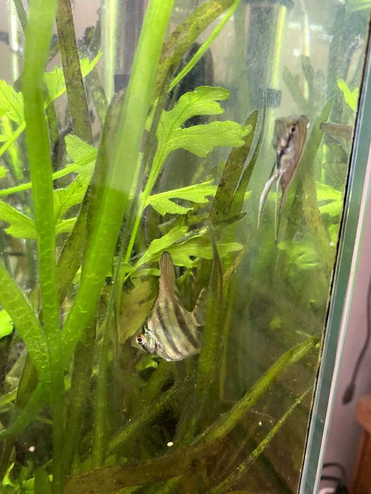 Scalari Angelfish Standard