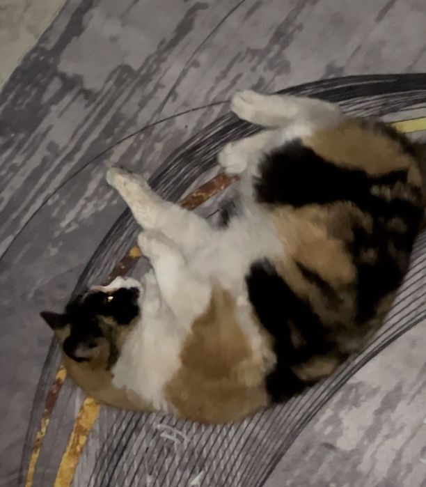 Трехцветная кошка